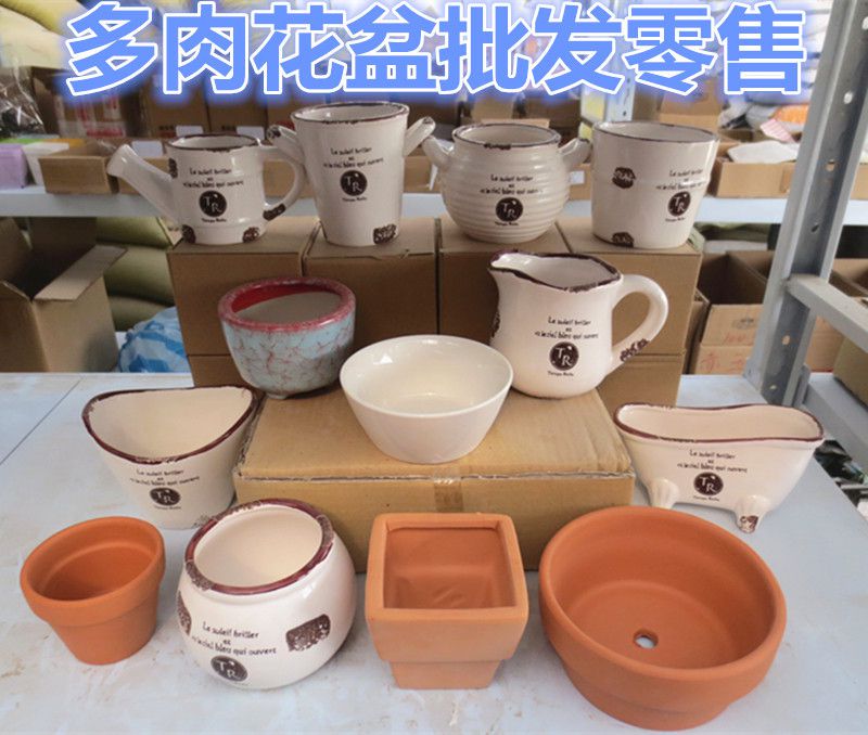 批发基地直销 仙人多肉植物 特玉莲 多肉盆栽植物防辐射